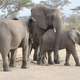Illustration for article titled Out of Africa. Elephants